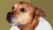 View Dog Judo viral email