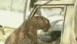 View Don't Poke The Leopard viral email