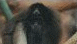View Stinky Monkey viral email