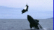 View Seal Tennis viral email