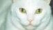 View Catsurbation viral email