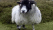 View Sheep Herding viral email