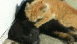 View Pussy Massage viral email