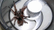 View Tarantula Shake viral email