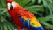 View Talented Parrot viral email
