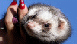 View Chav Ferrets viral email