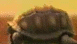View Brazillian Beer viral email