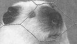 View Sooty The Stud viral email