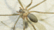 View Spider Bite viral email