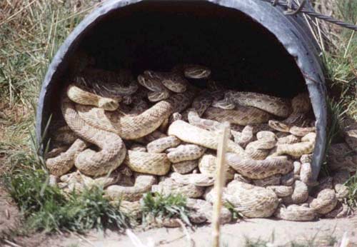 The snake pipe